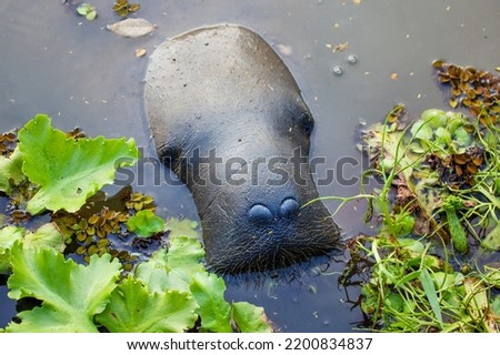 West Indian manatee (Latin Trichechus manatus) peering out of the water with expressive nostrils against a background of green algae. Wildlife fauna marine animals.