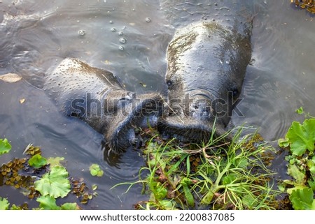 A pair of West Indian manatees (Latin Trichechus manatus) eat algae on the surface of the water. Wildlife fauna marine animals.