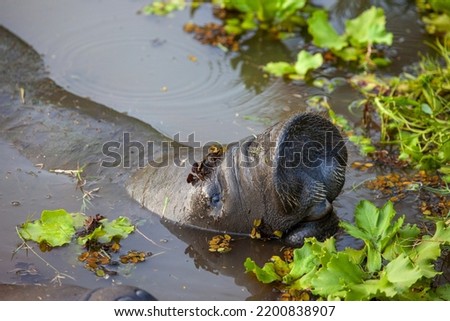 West Indian manatee (Latin Trichechus manatus) peering out of the water with hairy nostrils and open mouth against a background of green algae. Wildlife fauna marine animals.
