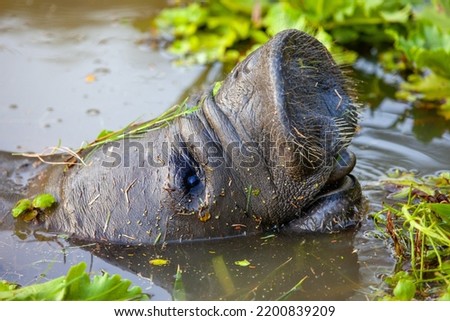 West Indian manatee (Latin Trichechus manatus) peering out of the water with hairy nostrils and open mouth against a background of green algae. Wildlife fauna marine animals.