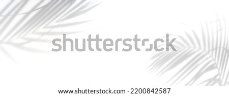 Tropical palm leaves shadow on white wall background with copy space, Panorama banner