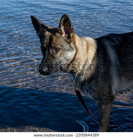 A close-up picture of a young happy German Shepherd in water. Sable colored working line breed