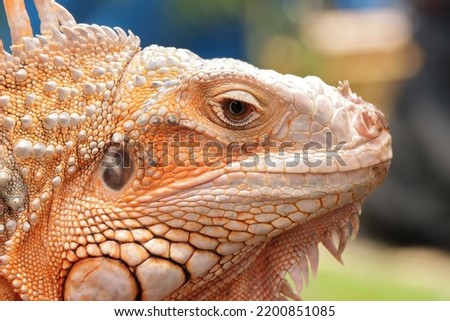 Beautiful red iguana closeup head on natural background, Beautiful red iguana closeup head