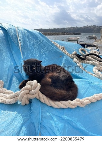 Black Cat on a rope in Procida, an island near Naples