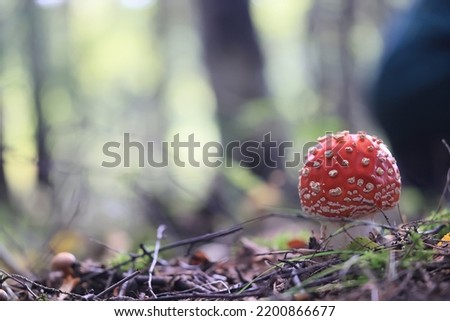 fly agaric red mushroom toxic poison dangerous hallucinogenic