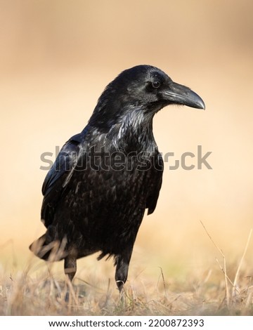 A beautiful raven (Corvus corax) walking among meadow North Poland Europe