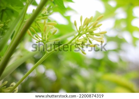 blure photo beautiful papaya flowers are very delicious to eat