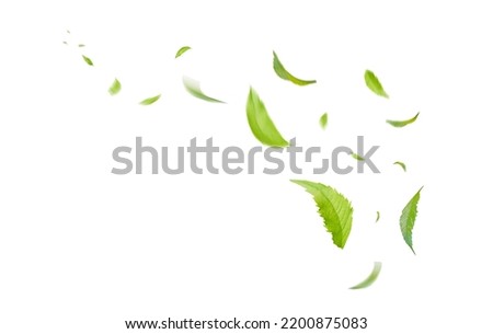 Green Floating Leaves Flying Leaves Green Leaf Dancing, Air Purifier Atmosphere Simple Main Picture	 Royalty-Free Stock Photo #2200875083