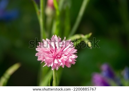 pink flower head of the cornflower also known as bachelor's button