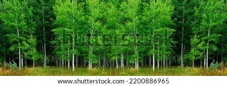 Aspen trees with white trunks during summer lush green forest wilderness Royalty-Free Stock Photo #2200886965