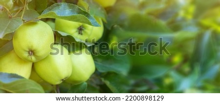 Apple tree branch with green apples on a blurred background during ripening.