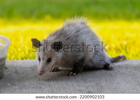 The Virginia opossum (Didelphis virginiana). This year's older cub came to drink at the human dwelling.