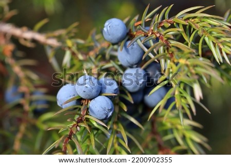 Juniperus communis. Ripe fruits of common juniper in the north of western Siberia Royalty-Free Stock Photo #2200902355