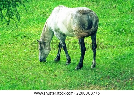 A grey mare grazing in a meadow Royalty-Free Stock Photo #2200908775