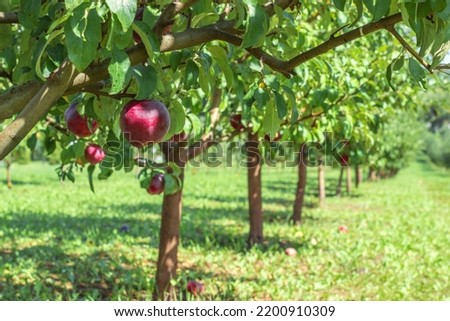 Close-up of a red apple on a tree in an apple orchard. Blurred background. Place for text. Horizontal crop