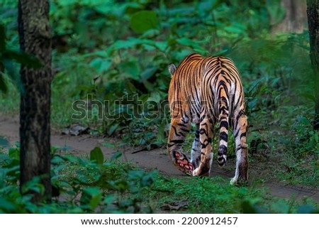 Panthera Tigris in its natural habitat...