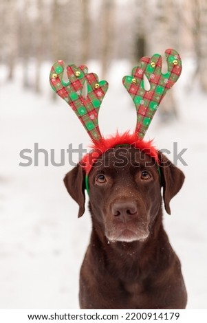 chocolate labrador retriever dog in funny deer antlers stands in the snow in winter. a pet is resting after a walk. cozy family holiday New year and Christmas, elegant costumes and Christmas