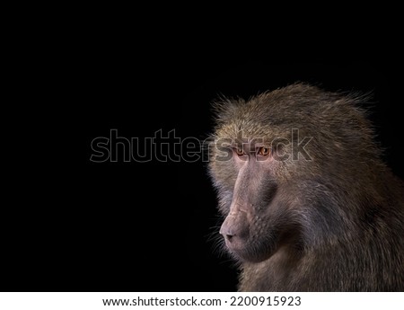 A wonderful baboon with red narrow-set eyes on a black background close-up