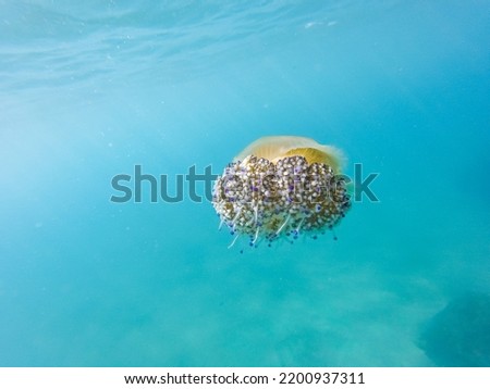 Beautiful fried egg jellyfish swimming underwater in the Mediterranean sea. Picture of cotylorhiza tuberculata animal