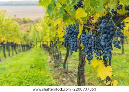 Blue grapes Cabernet Sauvignon in autumn vineyard, Southern Moravia, Czech Republic Royalty-Free Stock Photo #2200937353