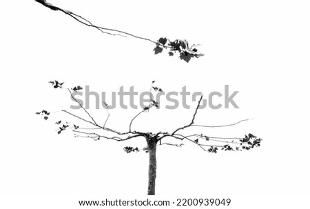 Nature minimalis. Flatted trees with bare twigs and new fresh leaves in garden. Springtime. Stretched branch from one to another tree. Communication concept. Abstract art background. Black white photo