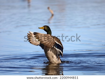 Male Mallard Duck flapping wings at a pond.