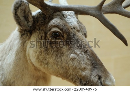 The head of an adult male deer