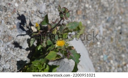 Sow thistle, at the road border. Yellow flower. Summer season Royalty-Free Stock Photo #2200951021