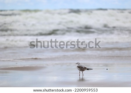Seagull bird on the beach by the sea against the sky.
