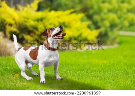 Purebred dog, standing on the green grass Royalty-Free Stock Photo #2200961359