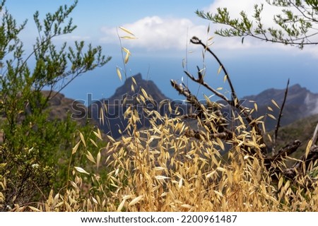 Selective focus on golden spring wild oat with scenic view on sharp rock formation in the Teno mountain massif, Tenerife, Canary Islands, Spain, Europe. Hiking trail between village Masca and Santiago Royalty-Free Stock Photo #2200961487