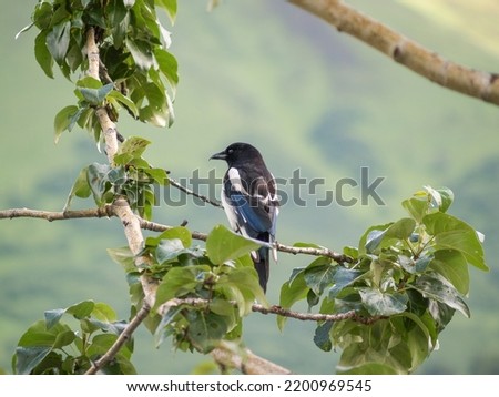 Black-billed magpie on branch with green leaves and bokeh background.