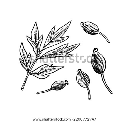 Anise seeds and leaves. Absinthe ingredient. Hand drawn. Vintage engraved sketch. Vector illustration Royalty-Free Stock Photo #2200972947