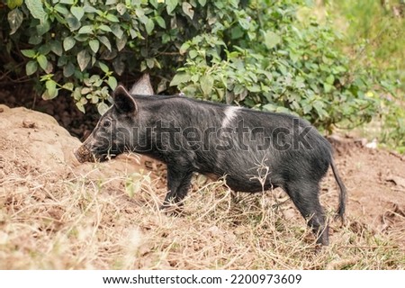 Small black piglet standing on dirt ground next to tree