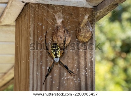 Garden Spider, Yellow and Black, Argiope aurantia, Egg Sacs Royalty-Free Stock Photo #2200985457