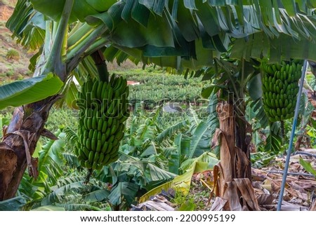 Banana groves at Vallehermoso, La Gomera, Canary Islands, Spain.