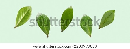Green flying leaves on pastel green background isolated. Close-up of green plants for collages and eco product design. Banner size