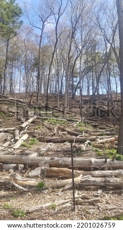 In stark contrast, fallen trees cover emerging new growth in this Springtime photo.