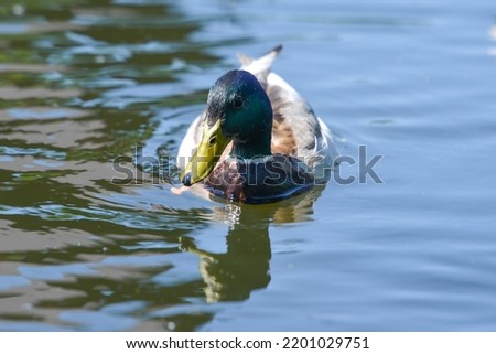 ducks on the lake 2019