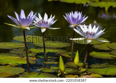 Cape blue water lilies (Nymphaea capensis), Nymphaea Royalty-Free Stock Photo #2201058387