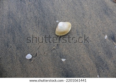 Oyster shells in the sand on the beach