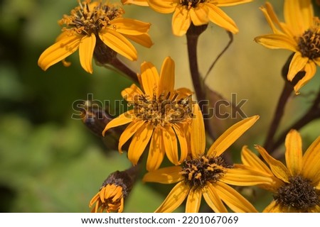 large, bright yellow blooms of autumn flowers