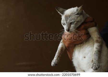human do attacks the cat. animal violence concept