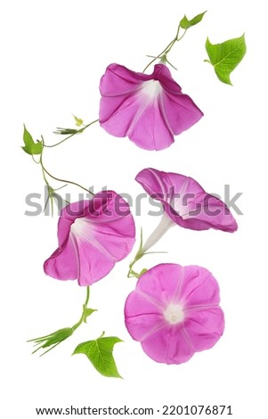  flower of Japanese morning glory on a white background Royalty-Free Stock Photo #2201076871