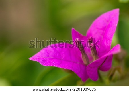 Colourful bougainvillea flowers images for graphic designers