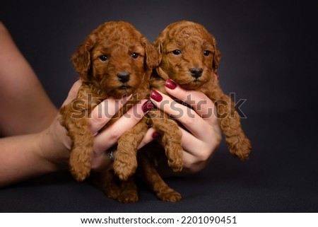 Two small red toy poodle puppies in female hands. Cute picture of puppies on a dark uniform background. High quality photo