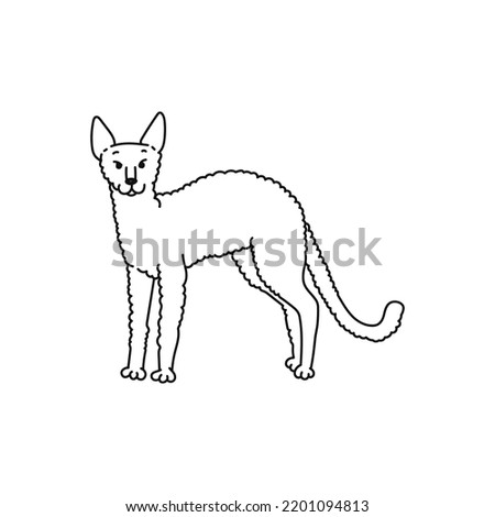 cat black white cornish rex contour sketch doodle illustration.
