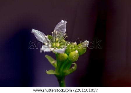 Macro abstract defocused view of a small white blooming flower stalk on a Venus flytrap houseplant with a vibrant dark background.

