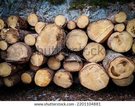 A pile of felled tree trunks ready for industrial use and for heating due to an energy crisis