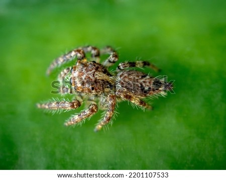 Close up a Jumping spider on green leaf, Selective focus, Top view, Macro photos.
